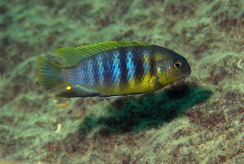 Tropheops sp. 'orange head' Mphanga Rocks
